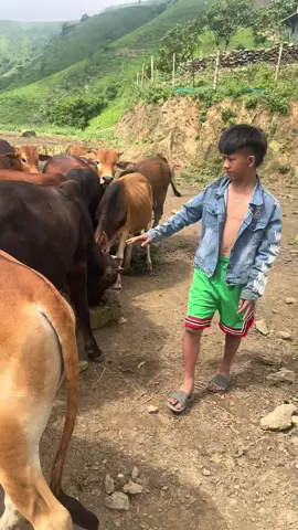 Đi Chăn Bò #5 - Con Bò - Nhạc Vui Nhôn #conbo #cow 