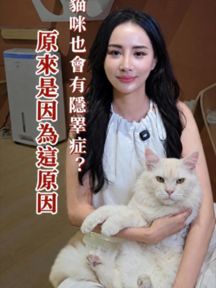 偷偷跟大家說~ 像我因為很了解隱睪症的貓咪，所以就會特別想養！ #VK #徠寵貓咪餐酒館 #貓咖 #緬因貓 #貓