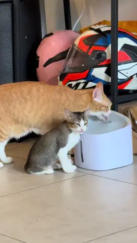 Growing up side by side 🤍🐾 #CatTok #KittenTok #CatsOfTikTok #CuteCats #CuteKitten        