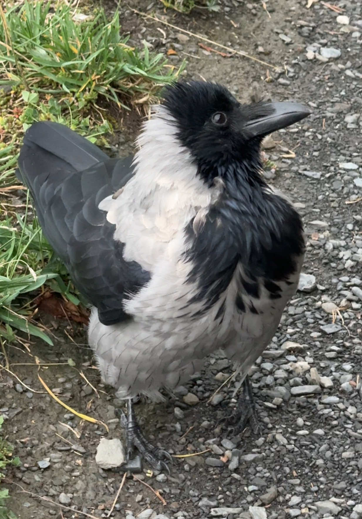 Cutest crows ever? I think so 🥹🙂‍↕️ #crow #crows #crowsoftiktok #smartbird #cuteanimals 