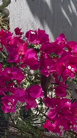 #🐦‍⬛🐦‍⬛🐦‍⬛🌸🍀#ماشاءالله #يومياتي🦋 #تصويري♥️😍🌺 #الحمدلله_دائماً_وابدا 