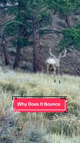 Why do mule deer bounce like this when they run #deer #animals #fypシ゚viral 