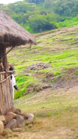 #ራያ_ራዩማ🌽🌾🌽🌾 #rayarayuma💚🍋🍋🌾🌽🌽 #viralvideo #ራያን_አትንኩት_ባለበት_ይቀመጥ😌💘💘👌 