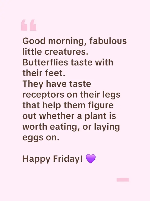 Apparently, butterflies believe in checking the menu with their feet.  Butterflies have taste receptors on their legs, allowing them to detect chemicals when they land on plants. For females, that can help determine whether a plant is suitable for laying eggs. Nature remains wonderfully weird. 💜 #GoodMorning #AnimalFacts #Butterflies #FridayVibes #CuriousMinds