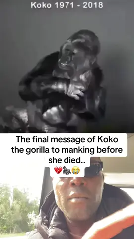 Koko, a Western lowland gorilla born in 1971, became one of the most famous animals in the world for her ability to communicate using a modified form of American Sign Language. Working with Dr. Penny Patterson, she learned more than 1,000 signs and understood thousands of spoken words, demonstrating an extraordinary level of intelligence and emotional awareness. On June 19, 2018, Koko passed away peacefully in her sleep at the age of 46. Years later, a video often shared as her 