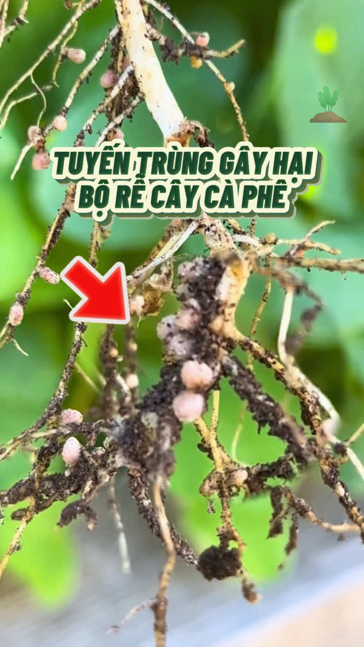 Cẩn thận với tuyến trùng này ở cây cà phê. #nongnghiep #sinhhoc #caycaphe #xuhuong #benhcaphe 