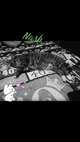 My Big Baby.....Nash#furbabylove #catmom 
