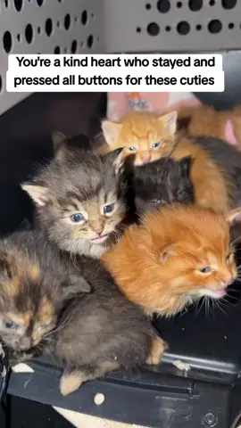 You're a kind heart who stayed and pressed all buttons for these cuties  please  #cat #catrescue #kittens #fyp 