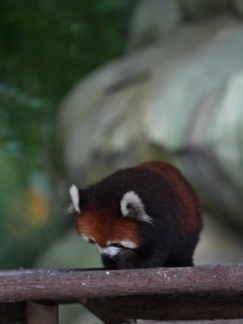 #panda #fyp #redpanda