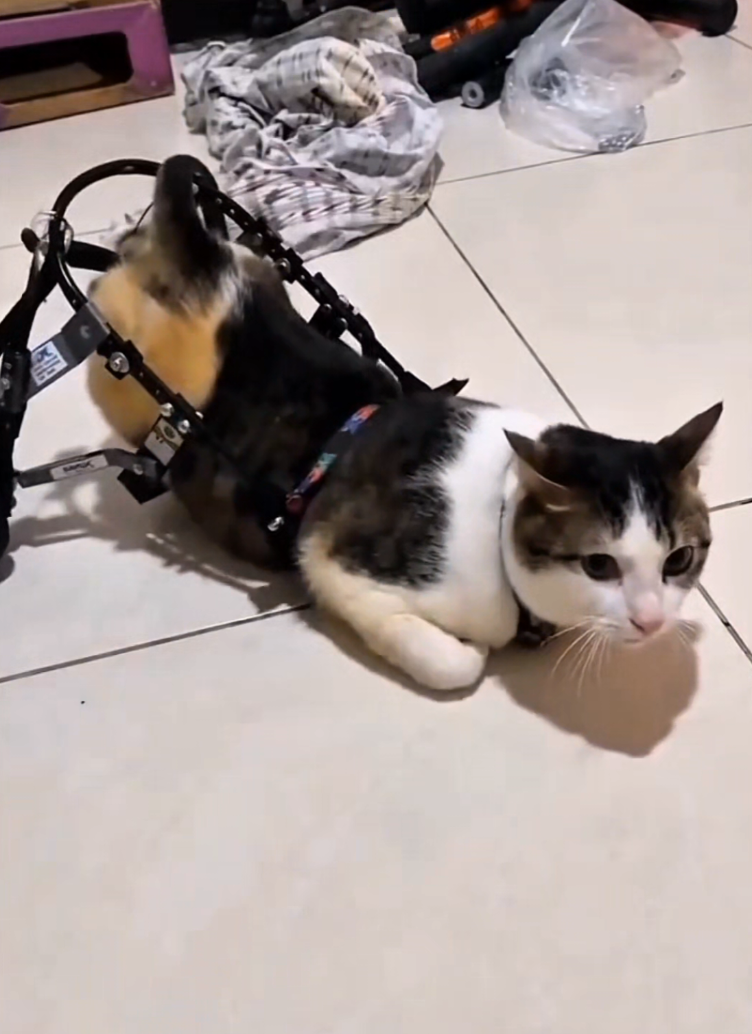 disable cats 😣 #emotional #fyp #sadvideo #disablecat #viral 