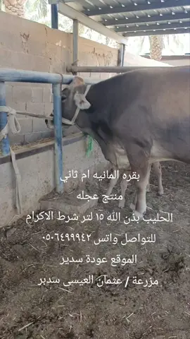 #بقره #بقر #ثور #حليب #بقرة 