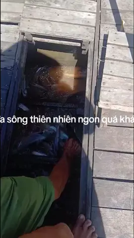 #nhàhàng #dulịch #kháchsạn #cádứa