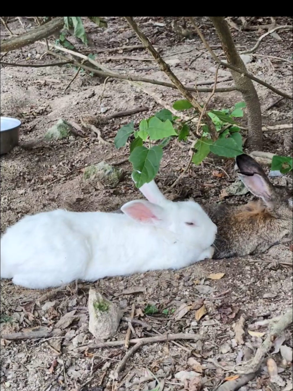 一緒に寝るの🐰🐰💕 #大久野島  #うさぎ  #bunny 