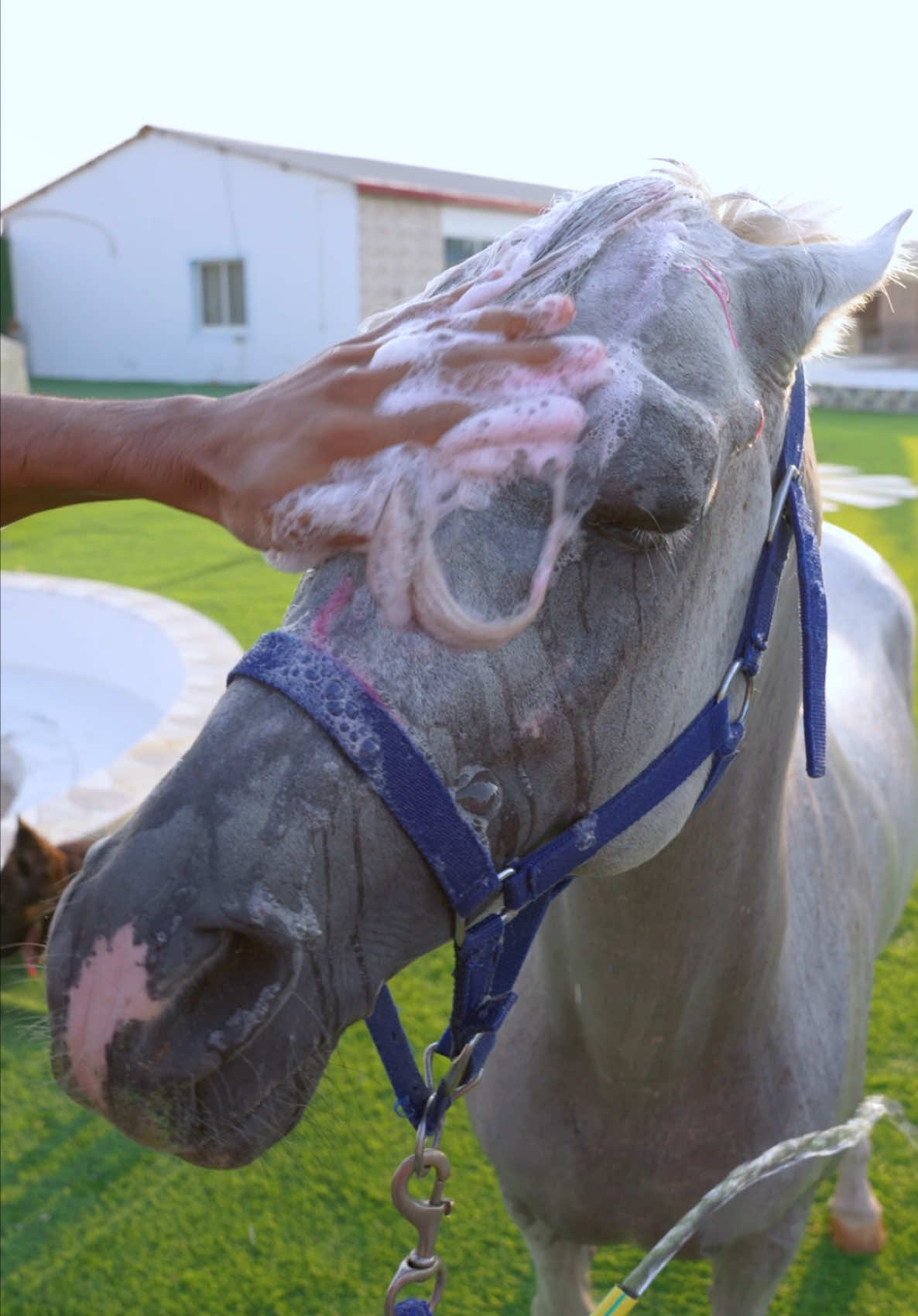 يجوز ندلع الخيول بهالطريقه 🐎🚿🧽🧼 #horses #خيول #horse 