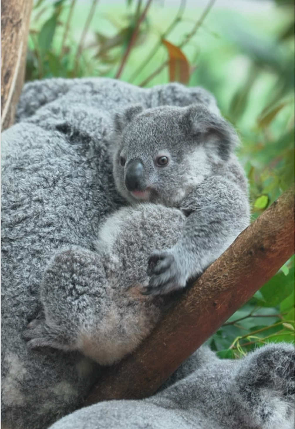 🐨 Koala Oak is just as good at cotton fluffing as his older brother Nunu #koala #koalababy #コアラ #koalabear #koala_🐨 