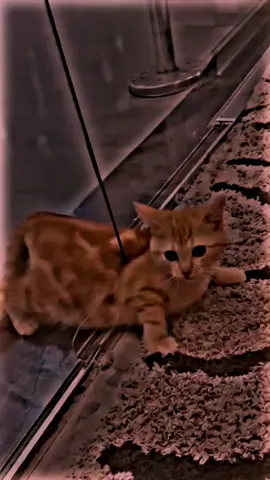 #foryou #myvideo #animal #sad #fyp 