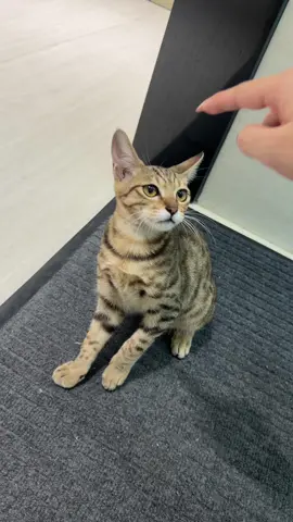 #babycat #cattok #catoftiktok cut baby 