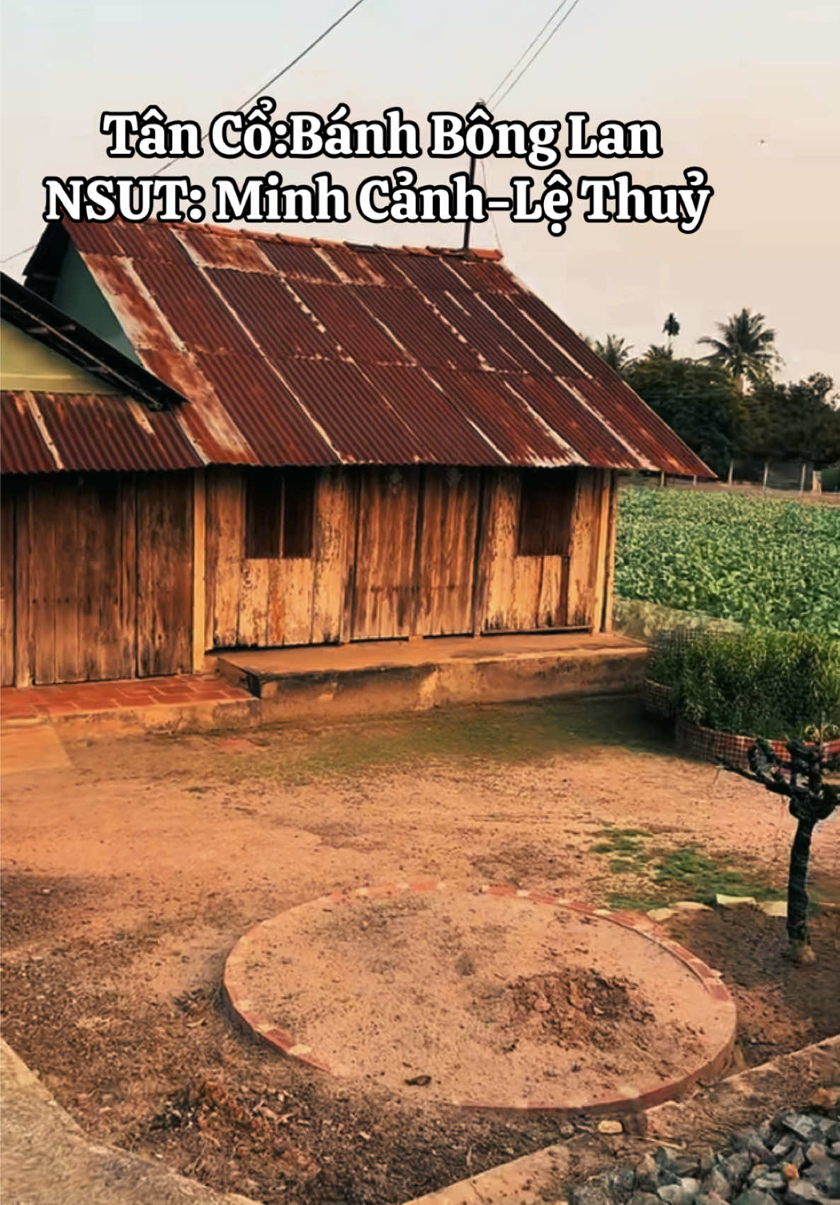 Bông lan cánh trắng nhị vàng Hoa thương cô nàng khéo nướng bánh bông lan #nhaxua #tancoxua#tinhdepquehuong #tayninh #hoainiem