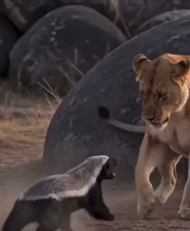 ## ratel 🦡 ## peur de rien ## sa peau est résistant ##