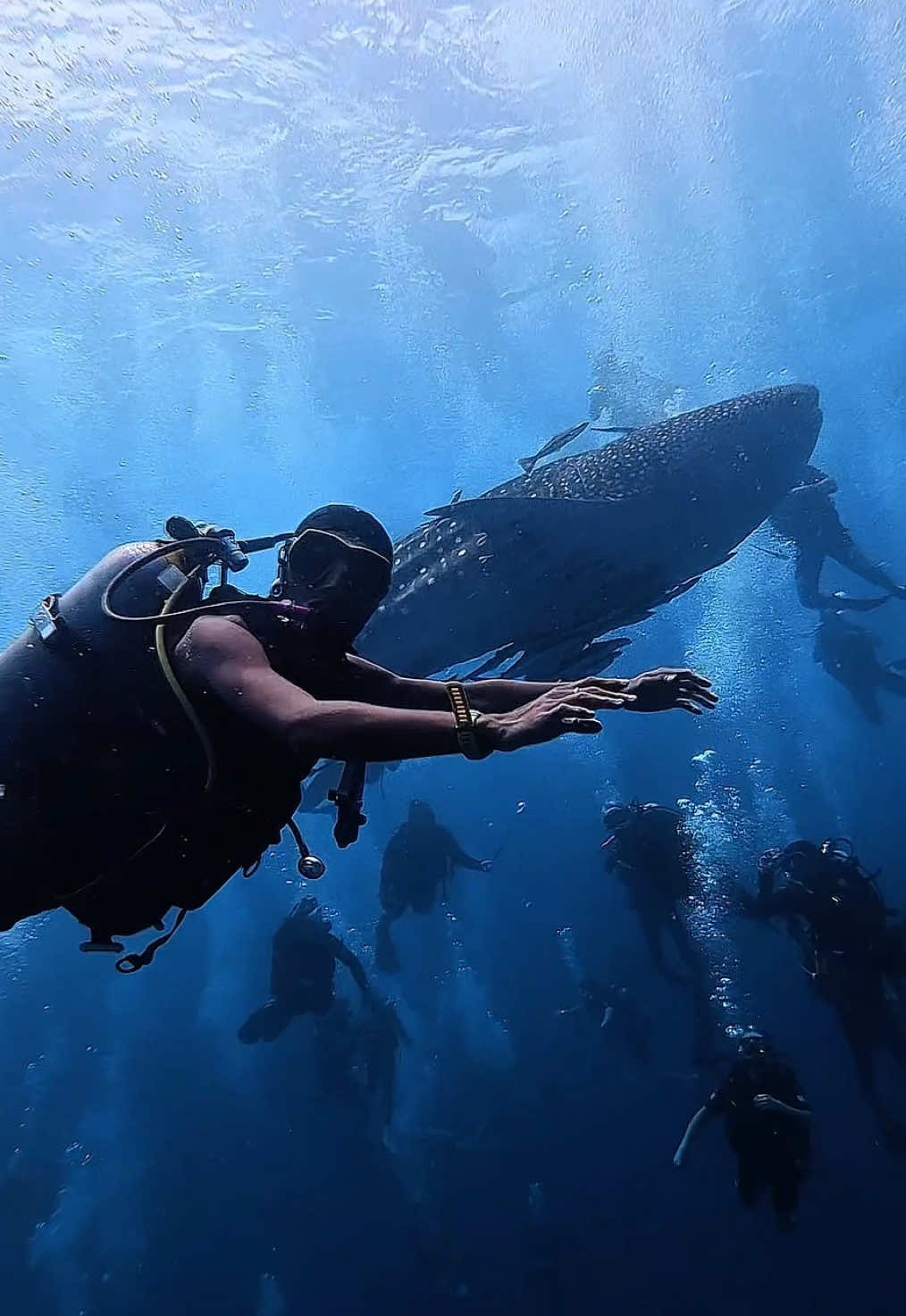 Time to say hello to the gentle giant🐋 #dowaandiving #scubadiving #kohtao #thailand #whaleshark 