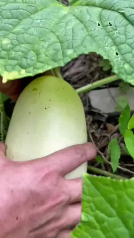Hạt giống dưa mèo tây bắc dễ trồng không tốn công chăm sóc , trái to ngon ngọt giòn đặc ruột #vuon #duameo#hatgiong#trongdua#xuhuong  
