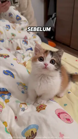 Multivitamin Puainta ini sangat membantu anak kucing saya, mereka sangat lapar dan ingin makan dan bulunya terlihat bagus #multivitamin #kucing #promoguncang1111#kucinglucu#puaintamultivitamins#vitamin#healthcare 