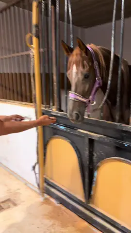 #خيل_وخياله🐎 