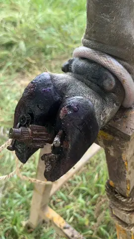 Cow Pedicure Goals Achieved! 🐄✨ Watch This Satisfying Hoof Health Check and Complete Foot Care Session as We Carefully Clean, Trim, and Restore This Cow’s Hooves for Better Comfort and Healthy Feet! #hooftrimming #cowtok #farmlife #animalwelfare #satisfyingvideo 