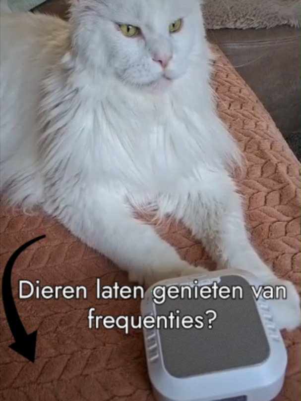 🐾 Is jouw kat snel onrustig of alert? Sommige dieren hebben moeite om écht tot rust te komen. Ze reageren op ieder geluidje, lopen onrustig rond, blijven waakzaam of beginnen snel te blaffen. Juist op zulke momenten kun je de Spiriplayer zacht op de achtergrond aanzetten. ✨ 🌿 174 Hz – een lage, rustige frequentie die vaak wordt gebruikt voor ontspanning en een gevoel van geborgenheid. 🌿 432 Hz – een zachte, harmonieuze frequentie die mooi past bij momenten waarop je meer rust in huis wilt creëren. Zet de Spiriplayer op een laag volume en geef je dier altijd de ruimte om zelf te kiezen waar het wil liggen. 🐱🤍 Soms zie je iets heel eenvoudigs gebeuren… Van rondlopen en alert zijn → naar liggen, ontspannen en heerlijk wegdommelen. 💤 🐾 Ook voor dieren kan de Spiriplayer een fijne toevoeging zijn aan een rustige omgeving. 👉 Heb jij een dier dat moeilijk tot rust komt of veel blaft? Stuur ons een DM met ‘DIER’ voor meer informatie. ✨ Bekijk de Spiriplayer op spiriplayer.com #spiriplayer #174hz #432hz #frequenties #hond #kat #onrustigehond #honden #ontspanning #rustinhuis