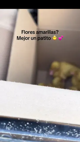 Mis flores amarillas 🤭#21deseptiembrefloresamarillas#floresamrillas🌻#patitos#videoviral🇧🇴🇳🇬#fyppppp