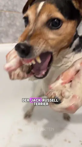 Fakten über den Jack russell Terrier  #jackrussell #jackrussellterrier #ironie 