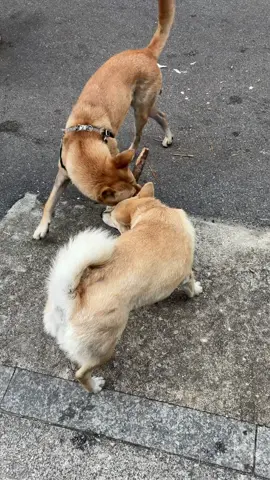 #dog #Puppy #doglovely #animals #dogsoftiktok 