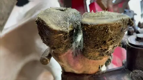 I dare you to watch till the end. Bet you can't. 🤢 This cow's running again, though. But the next one? Already on my camera. Way worse. Follow me — I bet you won't be able to look away.#hooftrimming #satisfying #cow #asmr #fyp