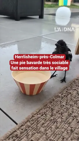 Depuis plusieurs semaines, une pie bavarde cohabite avec les habitants de Herrlisheim-près-Colmar, comme l’ont relayé plusieurs internautes sur les réseaux sociaux. L’animal n’est pas effrayé par les humains, se laisse facilement approcher et même caresser. Il s’agirait d’un oiseau qu’on dit imprégné : il y a de fortes chances qu’il ait été recueilli à l’état d’oisillon tombé du nid, par une personne qui l’a ensuite nourri. Et maintenant que l’oiseau est habitué aux humains, il les a sûrement assimilés à quelque chose de bienveillant ! 📹 : Marie et Camille Battinger 🎬 : Jérôme Stumbé #insolite #pie #oiseaux #tiktoknews
