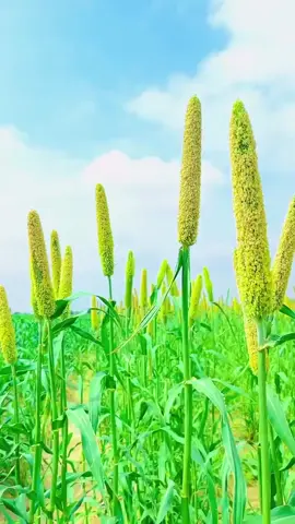 #tharparkar #foryou #video #fypシ🙏 ♥️🌾