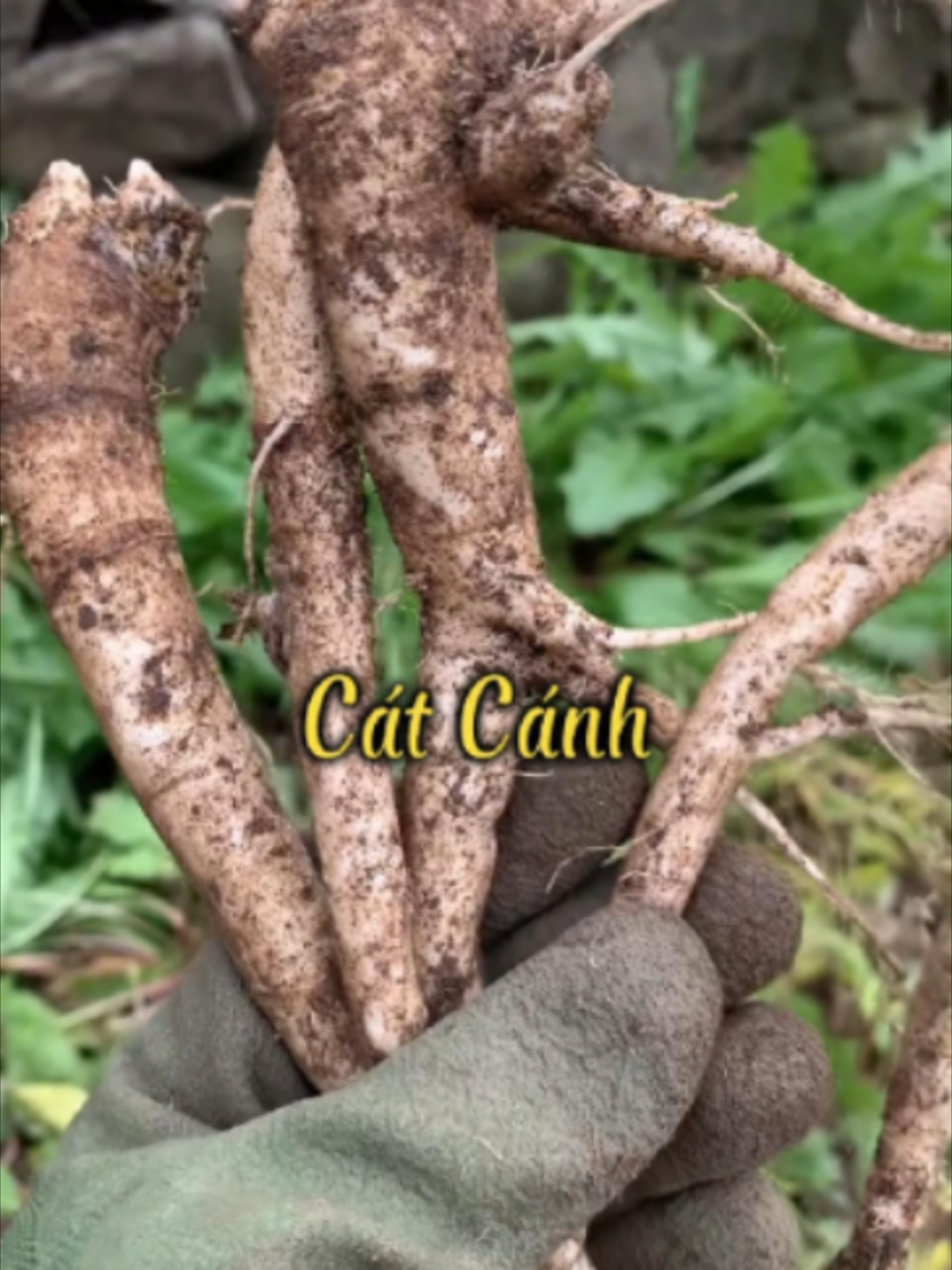 Cát cánh - tự mở đường và đưa dược lực đi lên #ytamduong