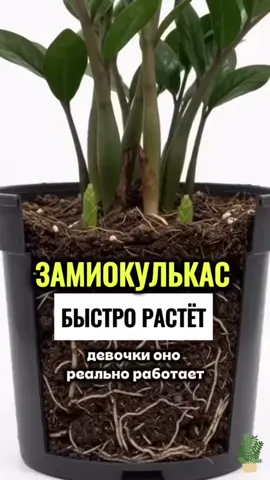 Что любит замиокулькас -Подкормку: Обязательно подкармливайте растение, я это делаю с помощью этого удобрения: на ВБ #WW352759 Копируйте вместе с WW и вставляйте в поиск на ВБ Добавляй 2 колпачка удобрения на горшок и проливай водой, делать так каждые 2 недели  -Яркий, но рассеянный свет: Растение предпочитает стоять на свету, но прямые жгучие лучи солнца могут оставить на листьях ожоги. В глубокой тени оно выживет, но замедлит рост и может пожелтеть. -Тепло: Комфортная температура для него - от +18 до +28 °С. Растение не любит холодные сквозняки и резкие перепады температур. #замиокулькас #комнатныерастения #уходзарастениями #растениядома замиокулькас уход, замиокулькас рост, как ухаживать за замиокулькасом, чем подкормить замиокулькас, удобрение для замиокулькаса, замиокулькас новые листья, уход за комнатными растениями          
