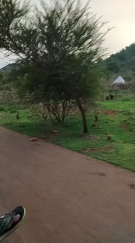 ⚔️ النيل الأزرق .  .  .  #جهاز_المخابرات_العامة #هيئة_العمليات_السودانية #متحرك_سيف_الحق #متحرك_النبأ_اليقين #لواء_النخبة_الاول 
