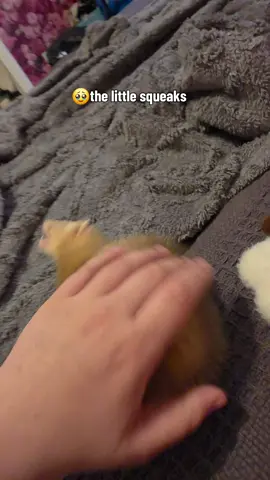 sushi everybody 👏👏👏🥹😂 #petplaytime #cutepets #ferret #ferretbabies #ferretsoftiktok 