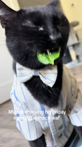 He gnawed this one right in 1/2. Happy Friday to everyone! #cat #cattok #catvideo #funnycat #laugh 