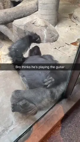 #fyp #trending #funny #animal 