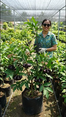 Promo yuk #fyppppppppppppppppppppppp #jambuairblackguava #jambuhitam #fypage 