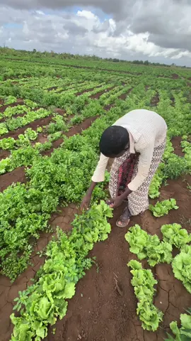 Beertad waxey ku siso bahadad kuma siso #BeeroKaabAgro #fyp 