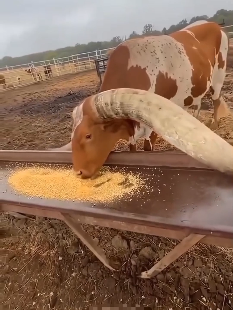 Dünyanın En Büyük Boynuzlu Hayvanı#ankolewatusi #texaslonghorn #ilginçbilgiler #hayvanlaralemi #keşfet 