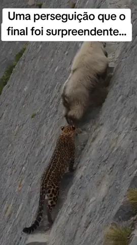 CARNEIRO DA MONTANHA X ONÇA #carneiro #onça #ataque #animais 
