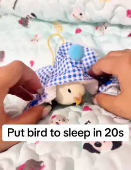 Challenge: Put my parrot to sleep within 20 seconds. #Parrot #BirdLovers #ParrotChallenge #PetBird #cutepets