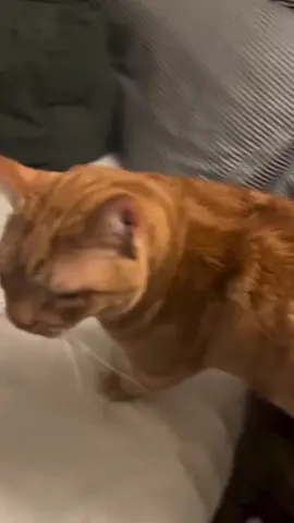 #funnycat #kucinglucu #plongaplongo #fypシ゚viral 
