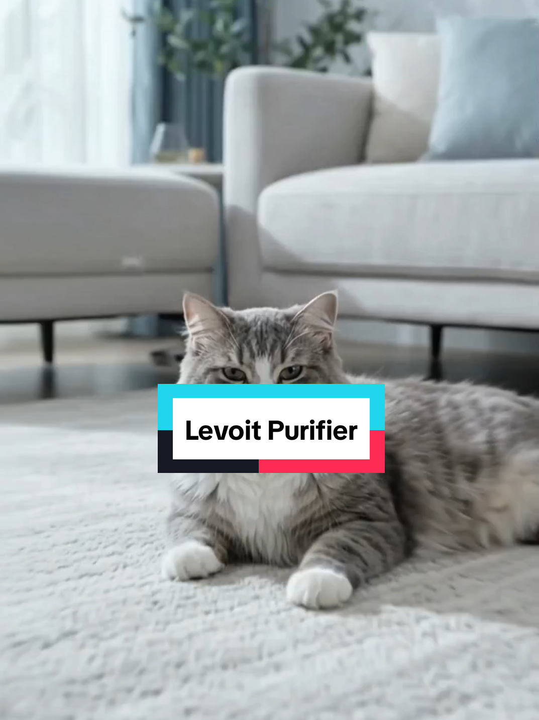 Sayang kucing, tapi tak tahan hidung asyik gatal-gatal? 🤧 Cuba smart air purifier ni. Sangat membantu kurangkan habuk, dander, dan bau membuang si bulus. Nak udara lebih selesa? Klik beg kuning laju-laju! 🏃‍♂️💨  #CatLoversMalaysia #LevoitPet #TikTokShopMalaysia #KucingComel #TipsKucing