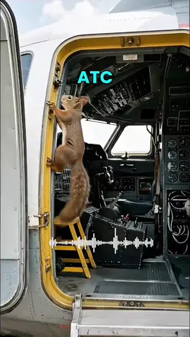 Sprite’s Pet STEALS Antonov’s Cargo 😳 | Spirit Hires Antonov’s Cousin! ✈️😂 . . . #Aviation #Antonov #CargoPlane #SpiritAirlines #aviationtok 