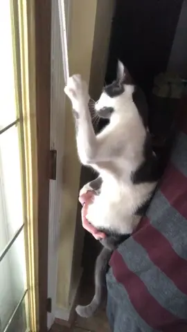 #cat 